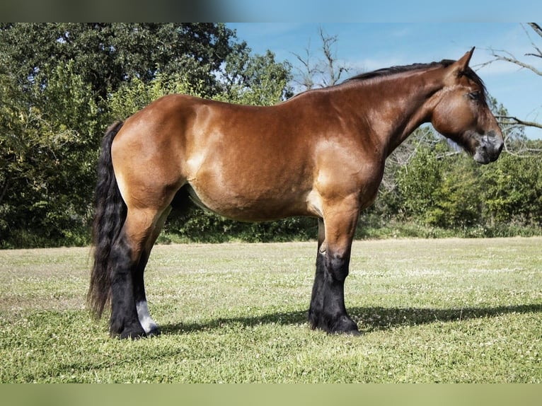 Cheval de trait Croisé Hongre 5 Ans 168 cm Bai cerise in Battle Creek