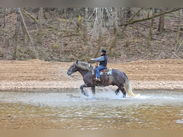 Cheval de trait Hongre 5 Ans 168 cm Gris in Fairbank