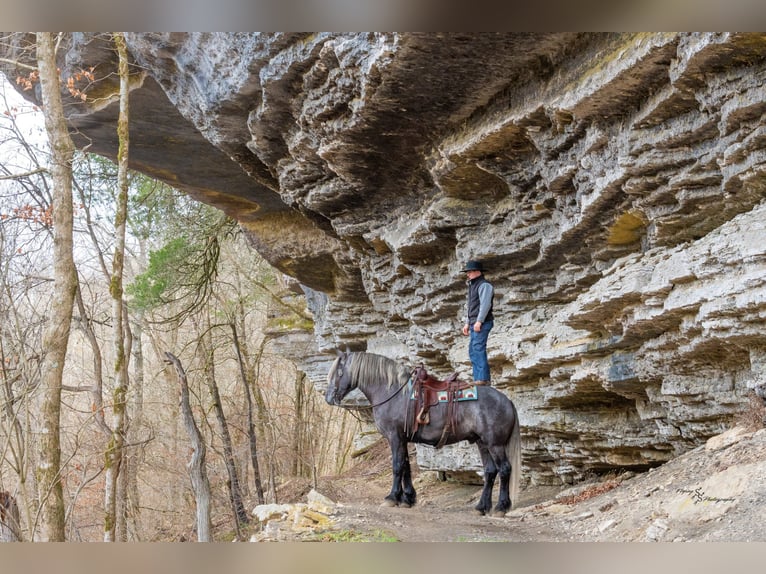 Cheval de trait Hongre 5 Ans 168 cm Gris in Fairbank