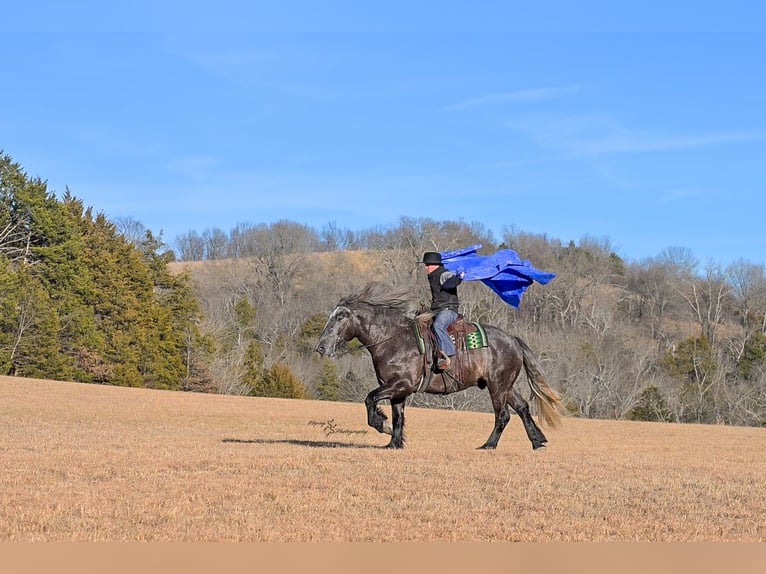 Cheval de trait Hongre 5 Ans 168 cm Gris in Fairbank