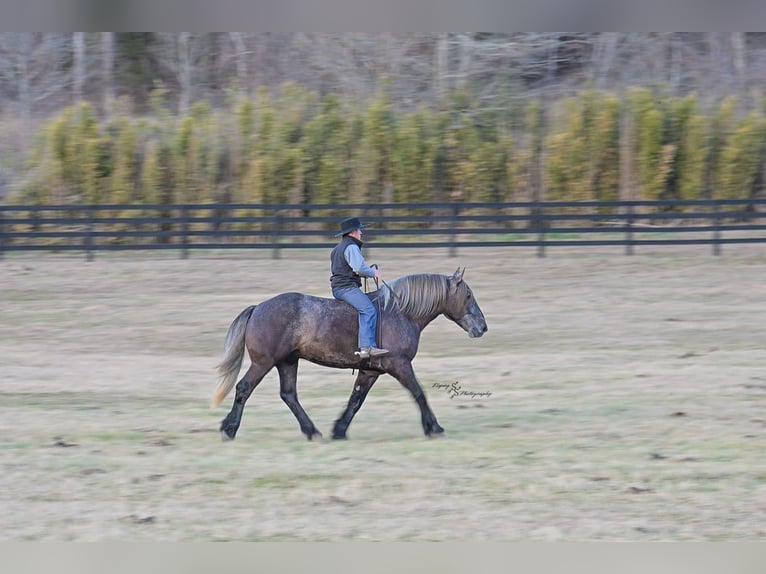 Cheval de trait Hongre 5 Ans 168 cm Gris in Fairbank