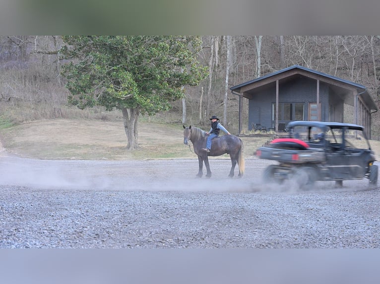 Cheval de trait Hongre 5 Ans 168 cm Gris in Fairbank