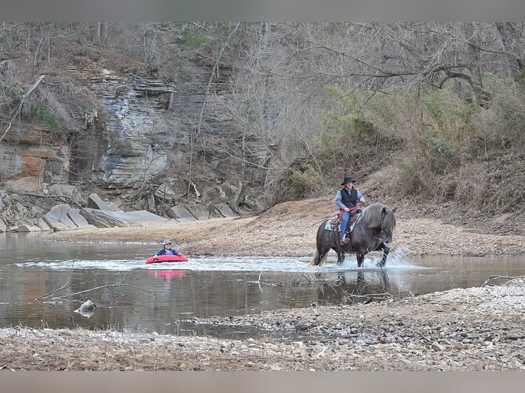 Cheval de trait Hongre 5 Ans 168 cm Gris in Fairbank