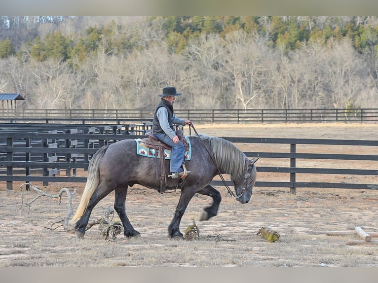 Cheval de trait Hongre 5 Ans 168 cm Gris in Fairbank