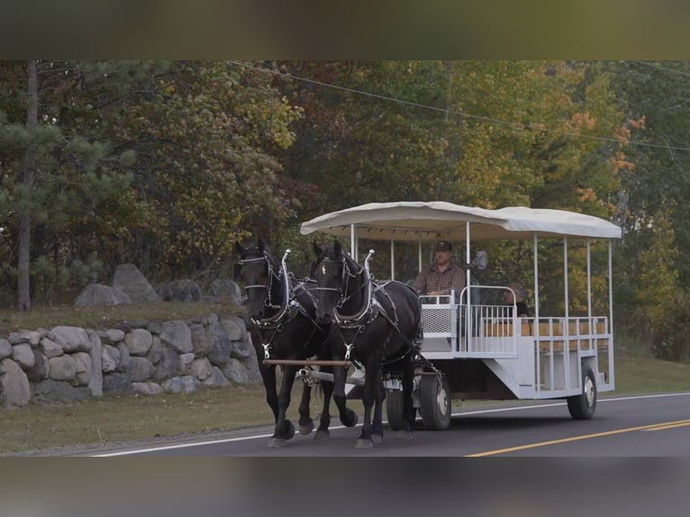 Cheval de trait Croisé Hongre 5 Ans 168 cm Noir in Nevis