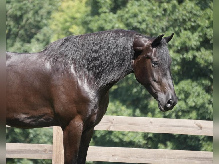 Cheval de trait Hongre 5 Ans 168 cm Noir in Fresno, OH