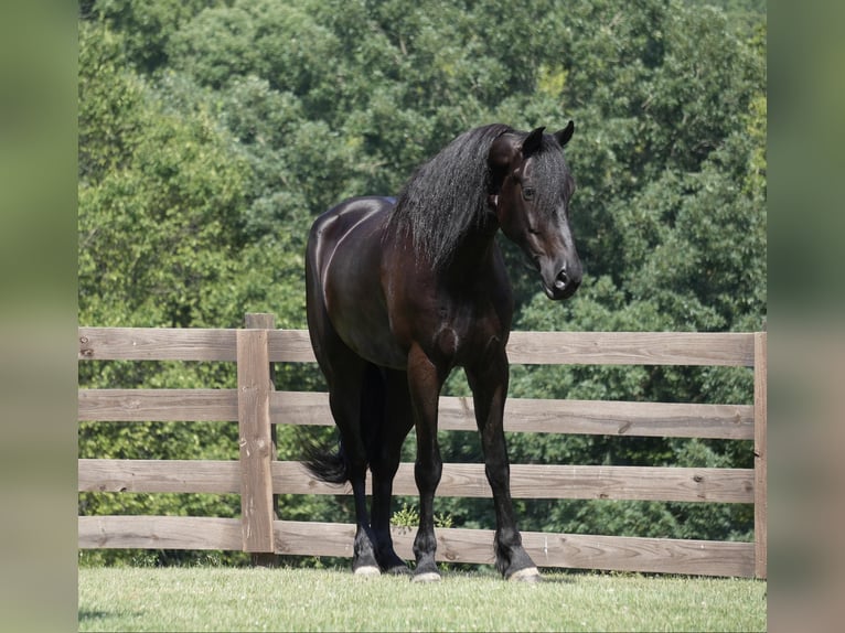 Cheval de trait Hongre 5 Ans 168 cm Noir in Fresno, OH