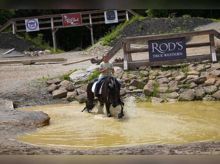 Cheval de trait Hongre 5 Ans 168 cm Noir in Fresno, OH