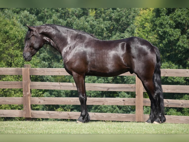 Cheval de trait Hongre 5 Ans 168 cm Noir in Fresno, OH