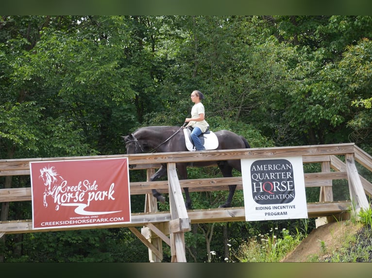 Cheval de trait Hongre 5 Ans 168 cm Noir in Fresno, OH