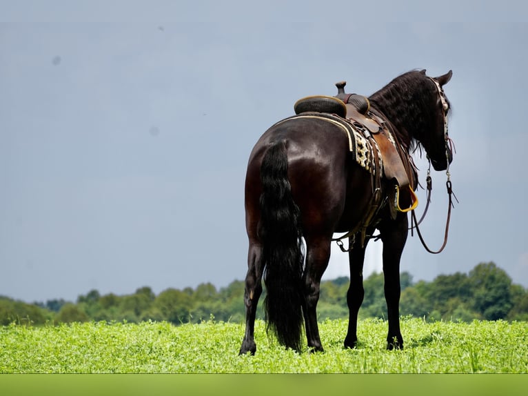 Cheval de trait Hongre 5 Ans 168 cm Noir in Fresno, OH