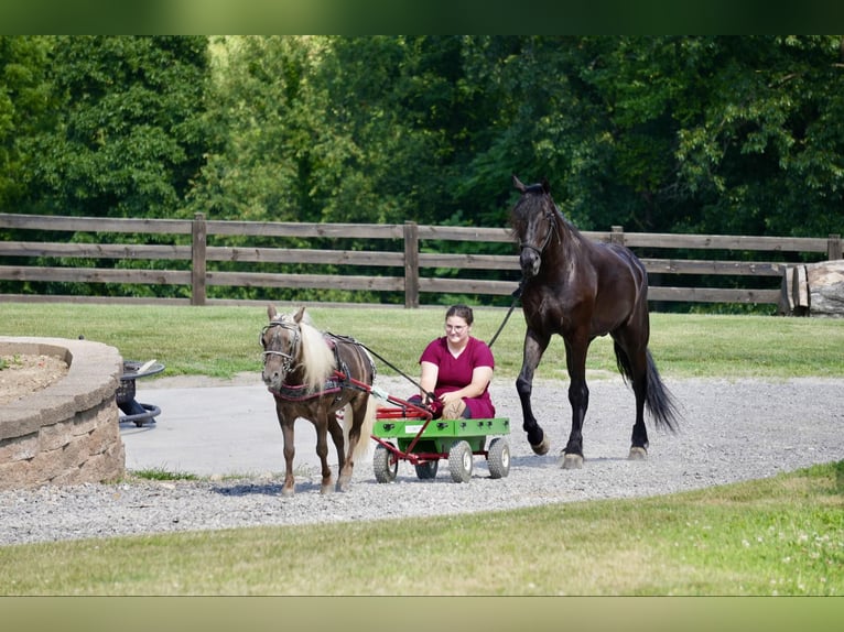 Cheval de trait Hongre 5 Ans 168 cm Noir in Fresno, OH