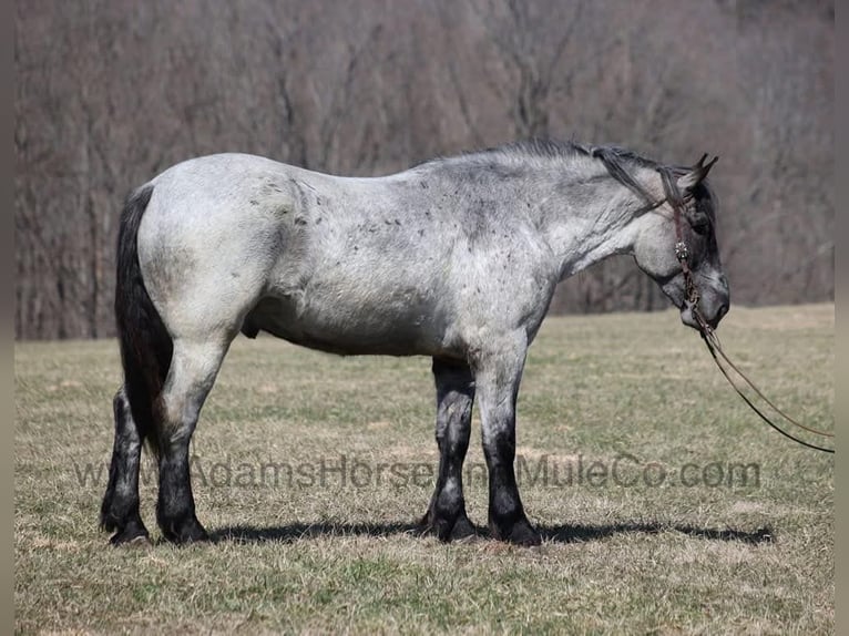 Cheval de trait Hongre 5 Ans 168 cm Rouan Bleu in Mount Vernon