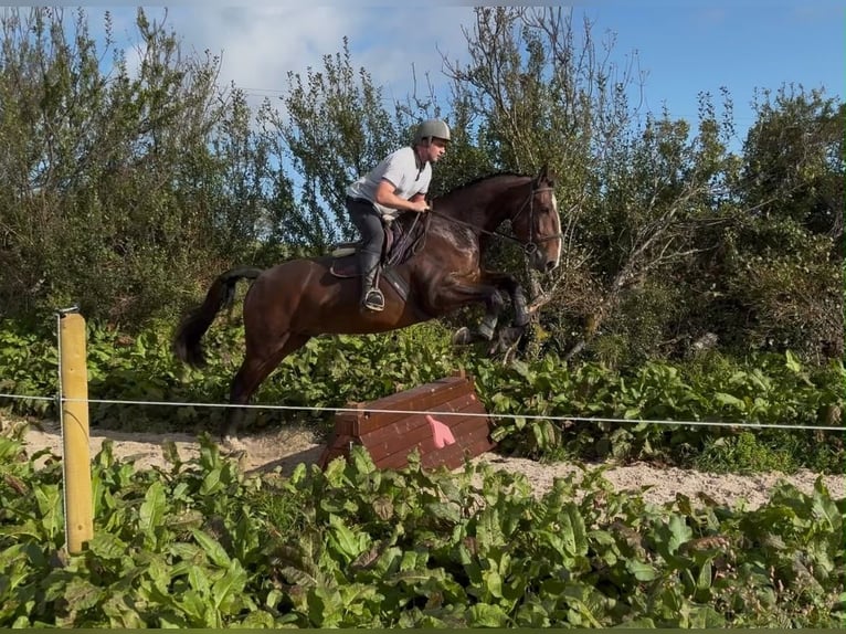 Cheval de trait Hongre 5 Ans 170 cm Bai in Sligo