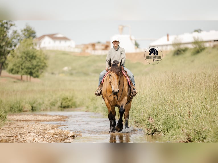 Cheval de trait Croisé Hongre 5 Ans 170 cm Buckskin in Fredericksburg, OH