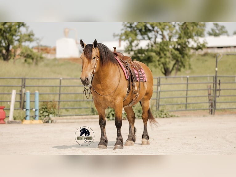 Cheval de trait Croisé Hongre 5 Ans 170 cm Buckskin in Fredericksburg, OH