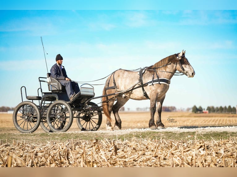 Cheval de trait Croisé Hongre 5 Ans 173 cm Grullo in Independence