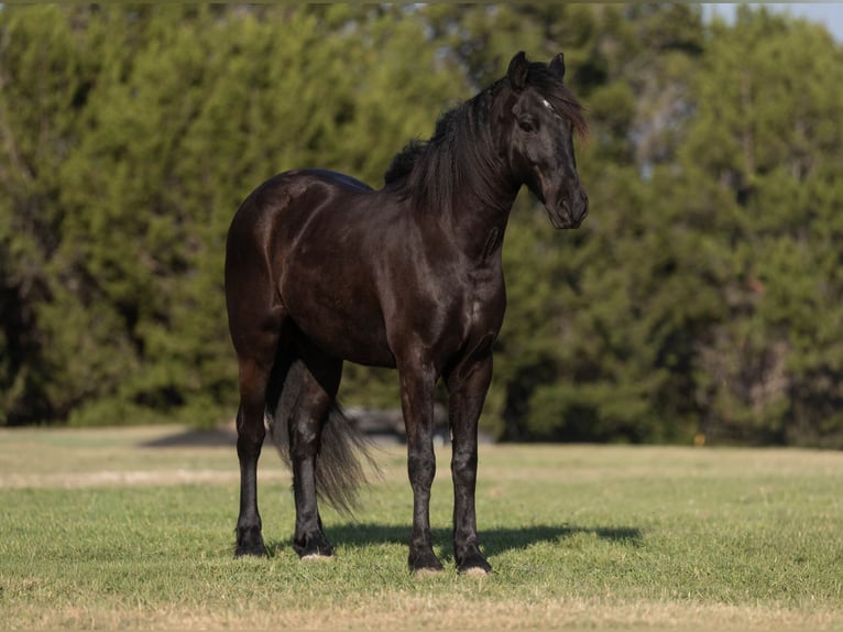 Cheval de trait Hongre 5 Ans 173 cm Noir in Granbury