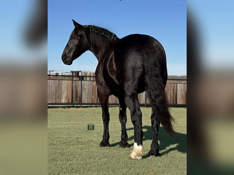 Cheval de trait Hongre 5 Ans 173 cm Noir in Jacksboro TX