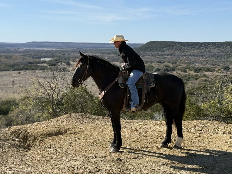 Cheval de trait Hongre 5 Ans 173 cm Noir in Jacksboro TX