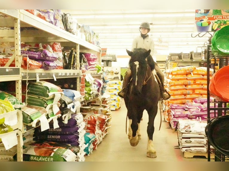 Cheval de trait Croisé Hongre 5 Ans 173 cm Pinto in Tuscarora