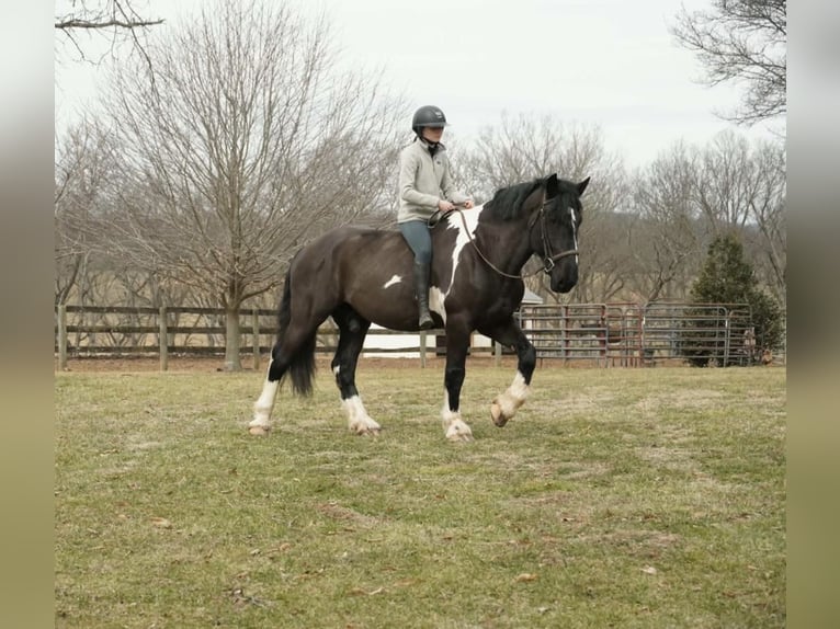 Cheval de trait Croisé Hongre 5 Ans 173 cm Pinto in Tuscarora