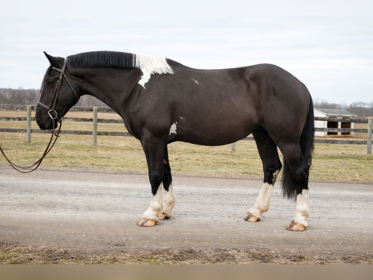 Cheval de trait Croisé Hongre 5 Ans 173 cm Pinto in Tuscarora