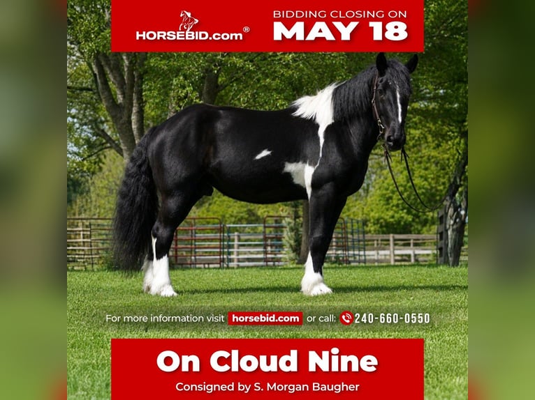 Cheval de trait Croisé Hongre 5 Ans 173 cm Pinto in Tuscarora