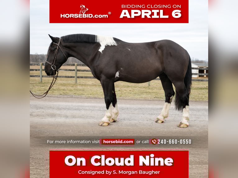 Cheval de trait Croisé Hongre 5 Ans 173 cm Pinto in Tuscarora