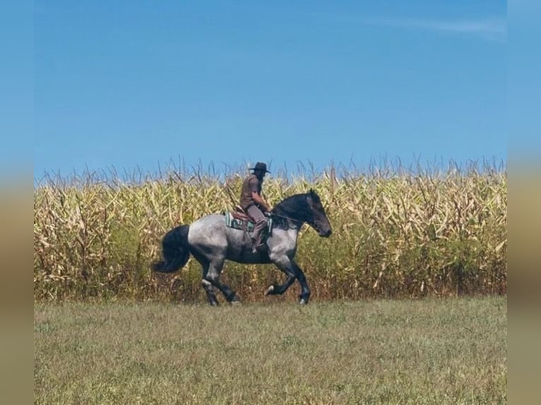 Cheval de trait Croisé Hongre 5 Ans 173 cm Rouan Bleu in Millersburg
