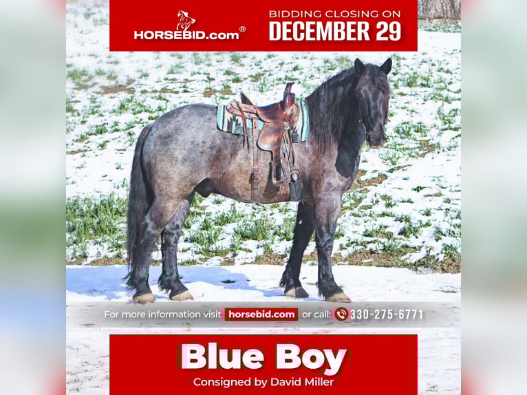 Cheval de trait Croisé Hongre 5 Ans 173 cm Rouan Bleu in Millersburg