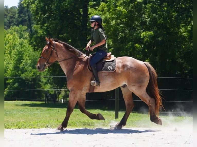 Cheval de trait Croisé Hongre 5 Ans 173 cm Rouan Rouge in Clover
