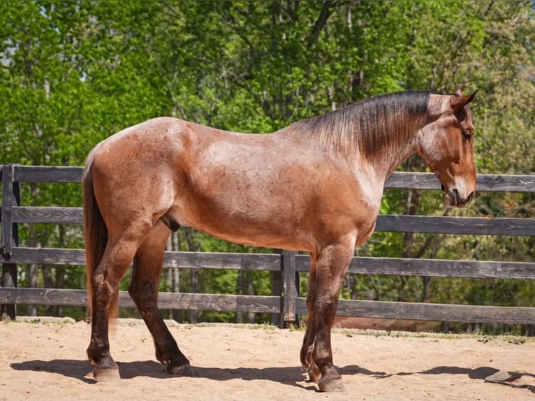Cheval de trait Croisé Hongre 5 Ans 173 cm Rouan Rouge in Clover