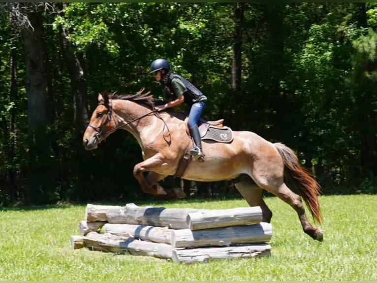 Cheval de trait Croisé Hongre 5 Ans 173 cm Rouan Rouge in Clover