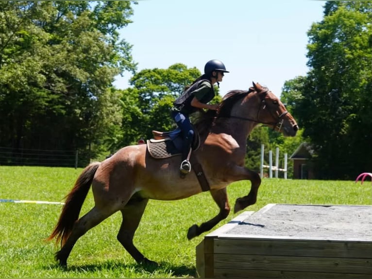 Cheval de trait Croisé Hongre 5 Ans 173 cm Rouan Rouge in Clover
