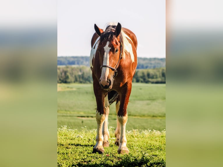 Cheval de trait Hongre 5 Ans 173 cm Tobiano-toutes couleurs in Warsaw NY