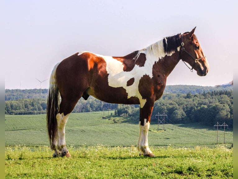 Cheval de trait Hongre 5 Ans 173 cm in Warsaw NY