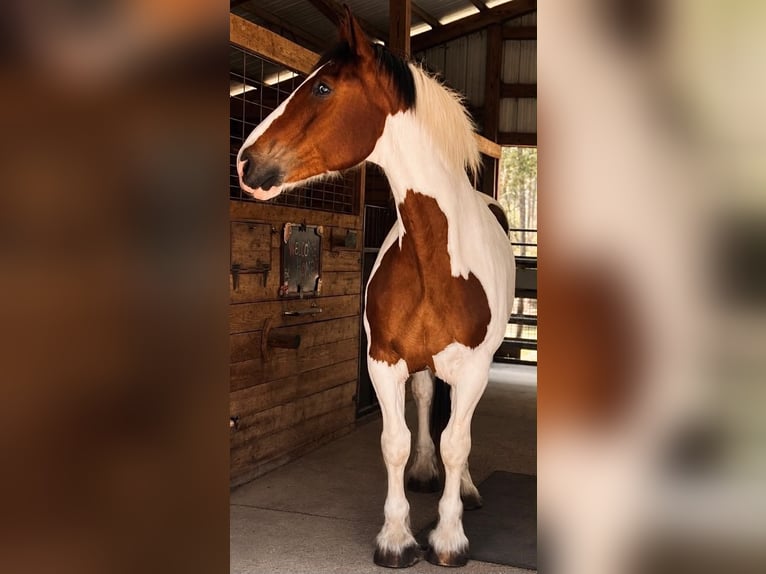 Cheval de trait Hongre 5 Ans 175 cm Tobiano-toutes couleurs in Land O Lakes