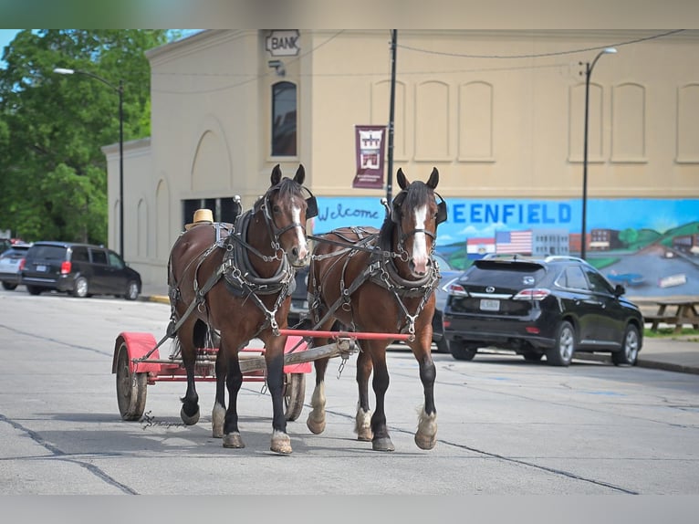 Cheval de trait Croisé Hongre 5 Ans Bai cerise in Greenfield