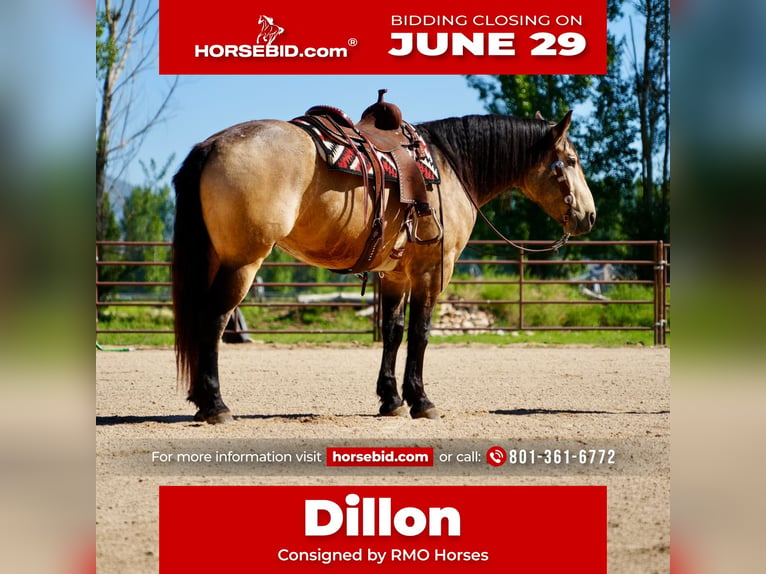Cheval de trait Croisé Hongre 5 Ans Buckskin in Heber City