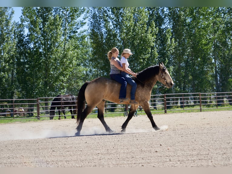 Cheval de trait Croisé Hongre 5 Ans Buckskin in Heber City