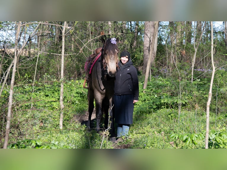 Cheval de trait Croisé Hongre 5 Ans Buckskin in Fredericksburg, OH
