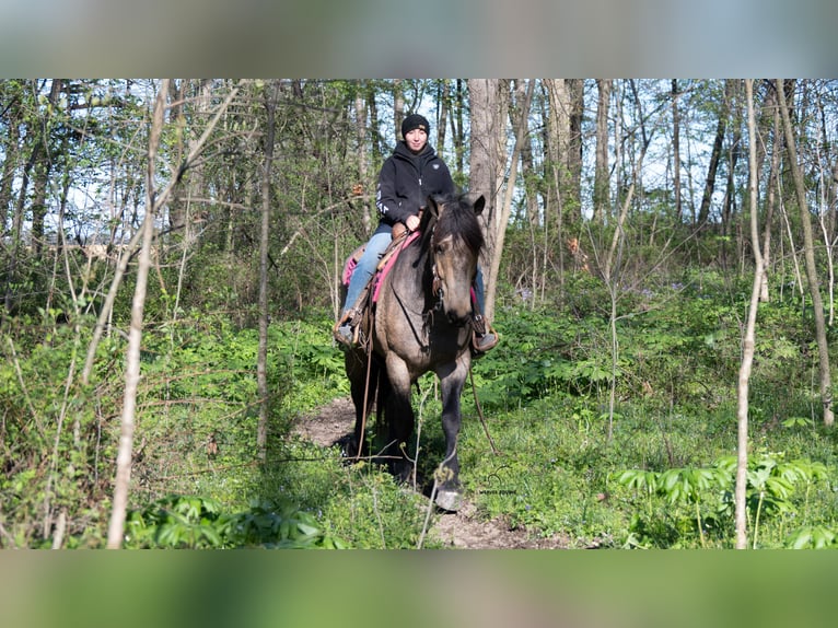 Cheval de trait Croisé Hongre 5 Ans Buckskin in Fredericksburg, OH
