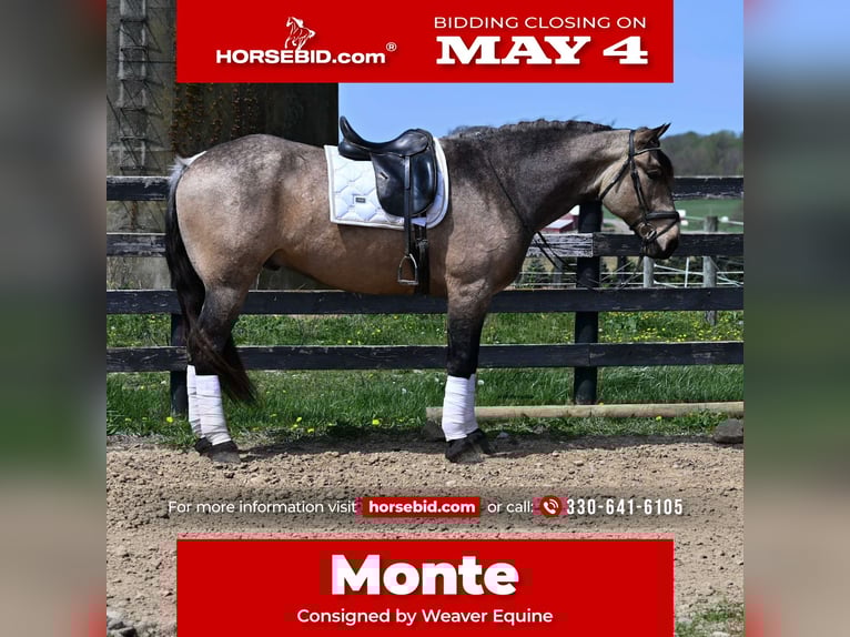 Cheval de trait Croisé Hongre 5 Ans Buckskin in Fredericksburg, OH