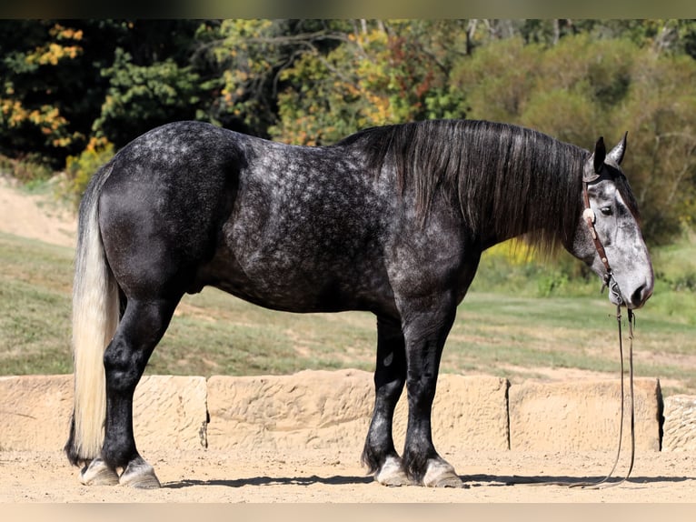 Cheval de trait Hongre 5 Ans Gris pommelé in Millersburg