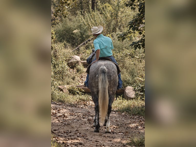 Cheval de trait Croisé Hongre 5 Ans Gris in Independence