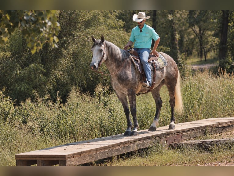 Cheval de trait Croisé Hongre 5 Ans Gris in Independence