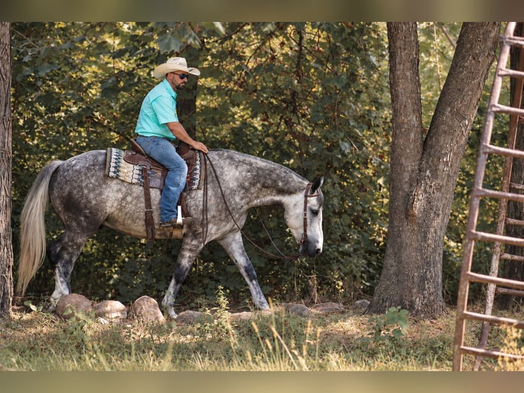 Cheval de trait Croisé Hongre 5 Ans Gris in Independence