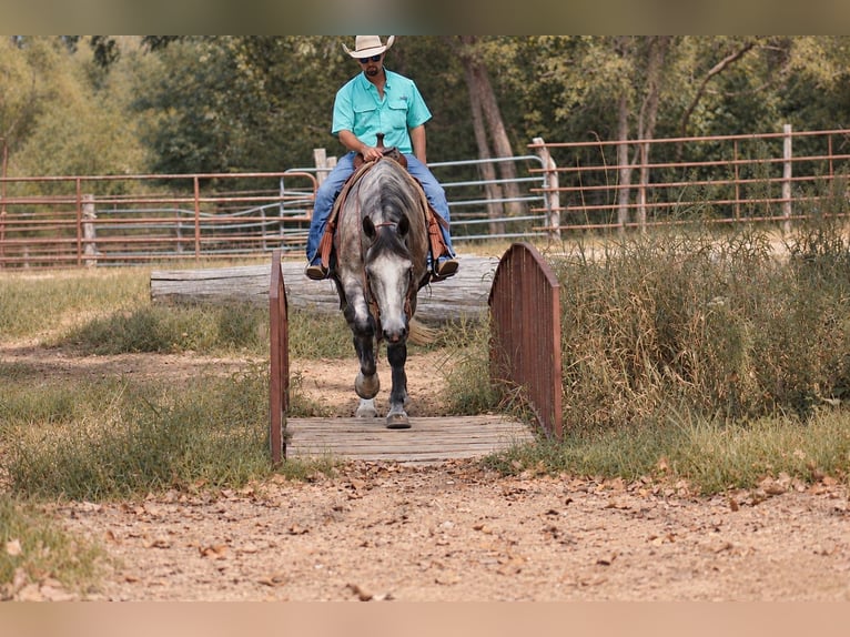 Cheval de trait Croisé Hongre 5 Ans Gris in Independence