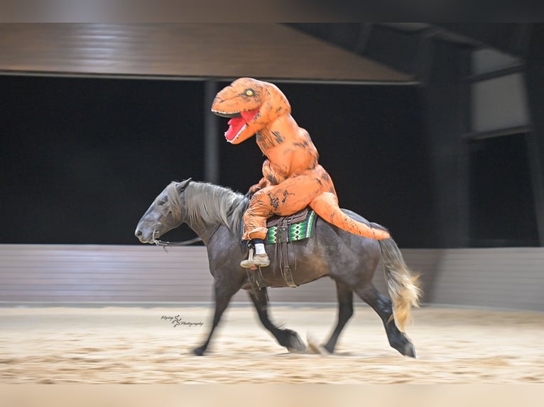 Cheval de trait Croisé Hongre 5 Ans Gris in Fairbank, IA